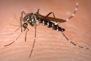 parasit penyebab malaria